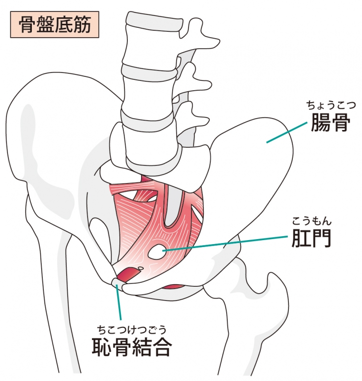 妊婦さんが腰痛になる理由と1分寝るだけストレッチ 日本姿勢予防医学協会